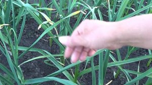 КАК ВЫРАСТИТЬ КРУПНЫЕ ГОЛОВКИ ЧЕСНОКА. УДАЛЯЕМ СТРЕЛКИ