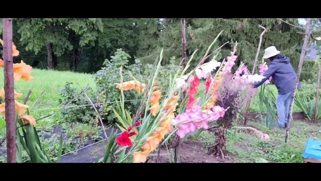 Gladiolus or Sword Lily, Perennial plant, higher than me смотреть онлайн