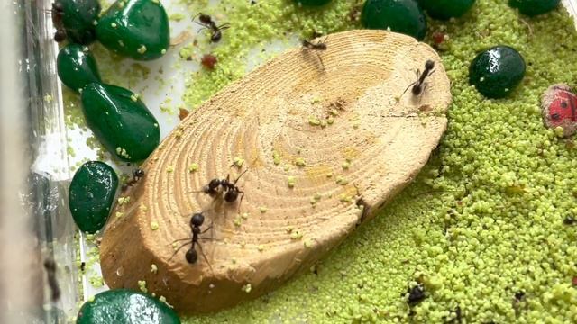 Смогут ли Муравьи поймать Комара? смотреть онлайн