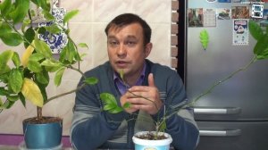 ЛИСТОПАД У ЦИТРУСОВЫХ. ЧТО ДЕЛАТЬ? В ЧЕМ ПРИЧИНА ОПАДЕНИЯ ЛИСТЬЕВ? ЦИТРУСОВЫЕ