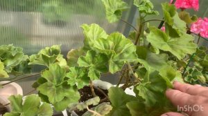 Приятные новости! Пеларгонии на свободе .