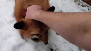 ЛИ СЯО. Алиса - Лиса. Любимые занятия лисы на кухне.