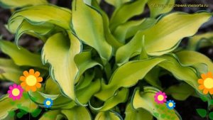 Хоста гибридная Рипп эффект. Краткий обзор, описание характеристик hosta ripple effect