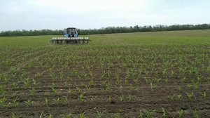 Выращивание, подкормка кукурузы