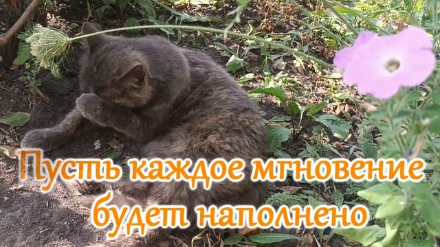 Доброе солнечное утро! Открытка для друзей. Пожелание доброго утра.