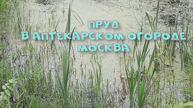 ПРУД в АПТЕКАРСКОМ ОГОРОДЕ в МОСКВЕ