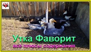 Утка Фаворит все плюсы содержания.mp4