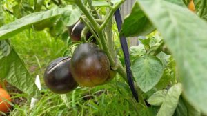 Контраст Фландрии! Полный обзор томата