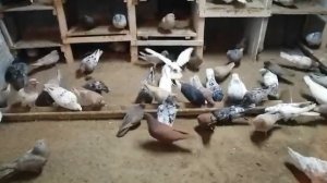 Мраморные голуби Ануфриева Алексея в Астрахани!