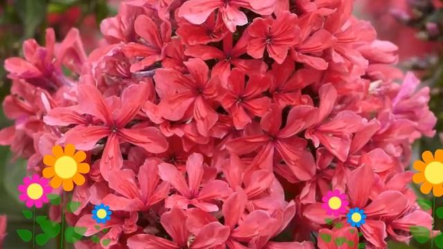 Флокс метельчатый Клеопатра (Cleopatra). Краткий обзор, описание характеристик, где купить рассада смотреть онлайн