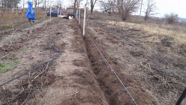 Малина , мало кто знает эти нюансы. Делюсь в этом видео. смотреть онлайн
