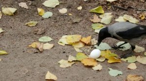 Молодые вороны и яйца в скорлупе. А ещё прибегал Ушастик