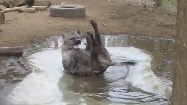 Гиена пытается поймать хвост смотреть онлайн