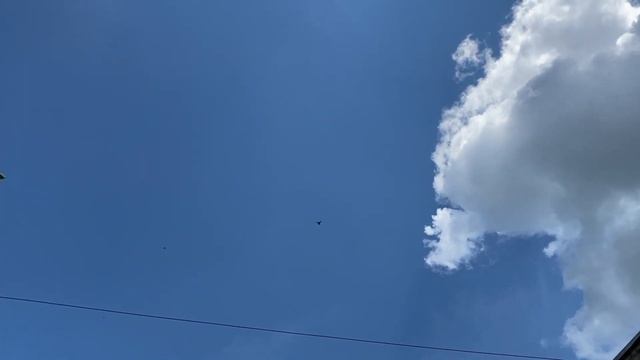 Если голубки несут яйца без скорлупы нужно... Перелаживаем яйца под кормилок. Гоняем голубей весной