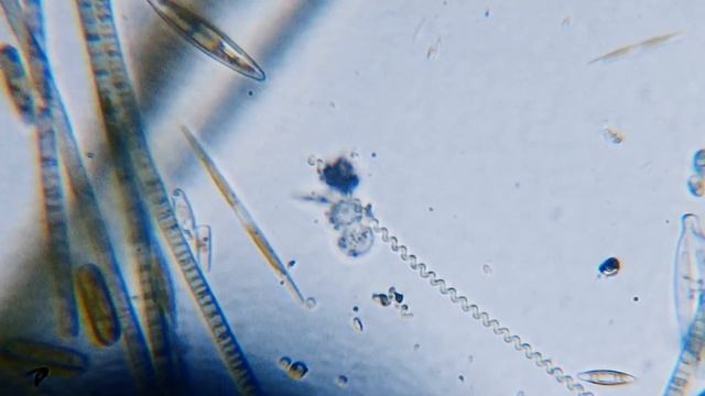 Микроорганизмы смотреть онлайн