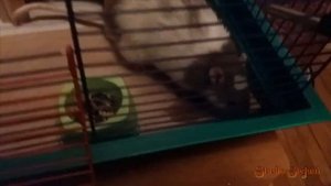 Декоративная крыса в квартире!