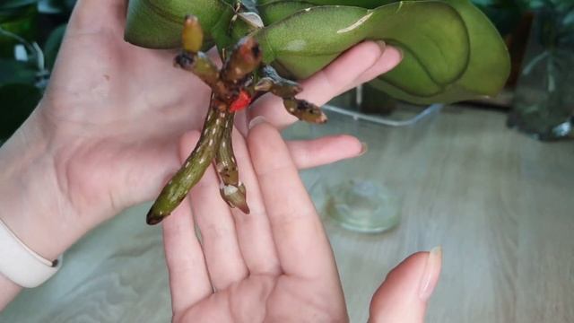 Две новые орхидеи-реанимашки с плохими корнями, спустя 1,5 месяца. Изменения "на лицо" смотреть онлайн