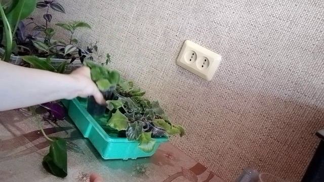 Все по 100 р. Распродажа!!!! Излишки комнатных растений. Комнатные цветы почтой
