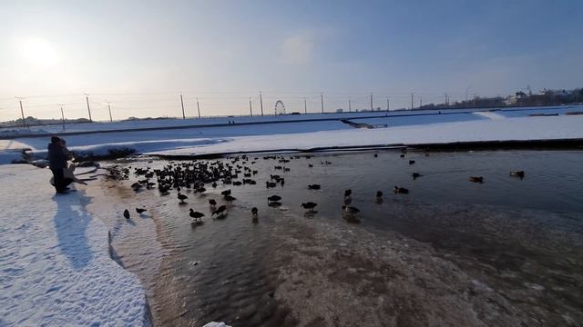 Очень много уток смотреть онлайн