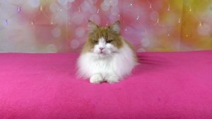 ЭТО НЕ ДЖУНГАРСКИЙ ХОМЯК? / АЛИСУ ОБМАНУЛИ! / ЧТО СКРЫВАЕТ НОВЫЙ хомяк ОРЕО / Alisa Easy Pets