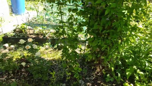 ДАЧА.03.07.21.только мама может найти гайку в стоге сена?3 часть смотреть онлайн