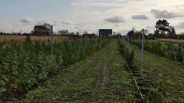 #ларасберри Ягодное хозяйство - итоги первого года. смотреть онлайн