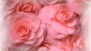 не рвите розы в 17 лет