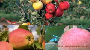 Яблоня обыкновенная Коричное новое - Штрефлинг ? обзор: как сажать, саженцы яблони