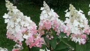 Метельчатые гортензии в августе. Как они меняют цвет. //Гортензии Diamantino, Rensan, Pinky Winky