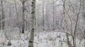 Охота на косулю в сибири. Первый трофей у друга.