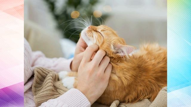 6 января / Большие и маленькие животные. смотреть онлайн