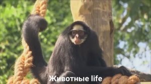 БЕЛОЩЕКАЯ КОАТА?/Животные life/Приматы/Животные/Интересные факты