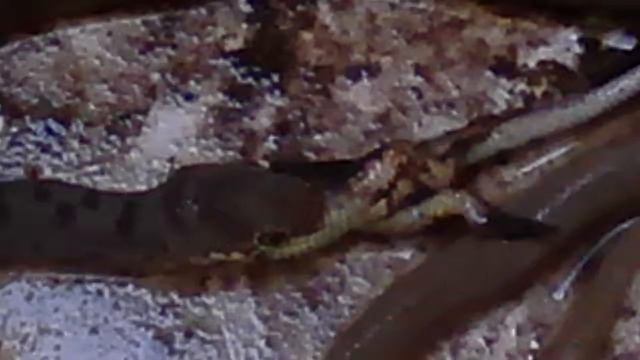 Змея vs ящерицы смотреть онлайн