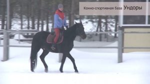 Конно- спортивная база Ундоры. Иппотерапия. Русская рысистая