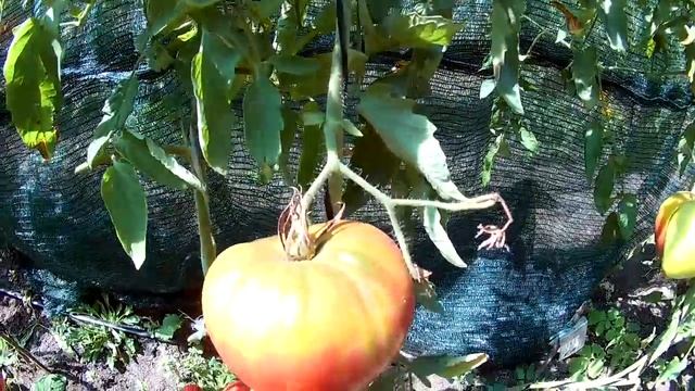 Томат Бычье сердце розовое смотреть онлайн