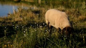 Suffolk sheep breed and polish tartra sheepdog