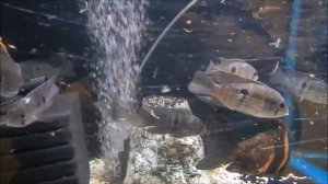 красивая аквариумная рыбка из Эквадора, Акара бирюзовая, Aequidens rivulatus