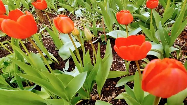 19 мая.ДЕНЬ ИОВА. Народные приметы. Традиции. Запреты