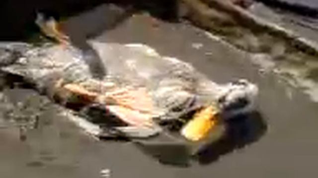 УТКА-ПЕРЕВЕРТЫШЬ))))))))РЖАЧ ПОЛНЫЙ.3GP смотреть онлайн