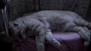 Сновидения Кота по имени Джонси - Dreams of a cat named Jonesy. Alien.