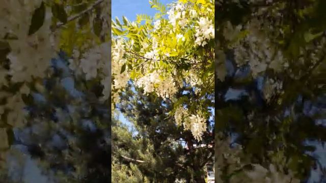 Белая акация в Нижегородском частном секторе! смотреть онлайн