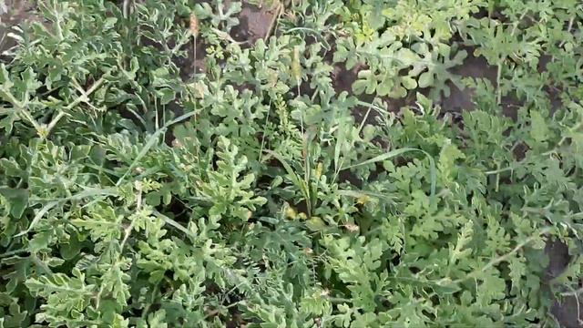 Как вырастить арбуз в средней полосе России. смотреть онлайн