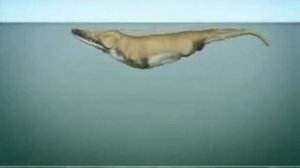 Whales evolution Эволюция китов