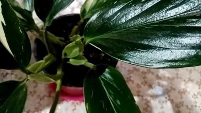 Самые разные монстеры и монстеры, которые уже не монстеры.