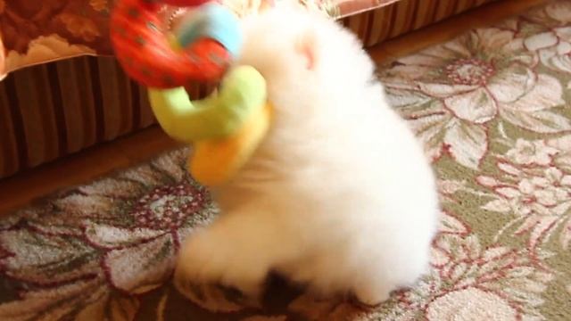 Шпиц белого окраса от заводчика / www.spitzburg.ru смотреть онлайн