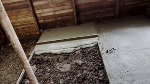 заливка пола в свинарнике. ОБЗОР рыжиков, петрушек и беляша.