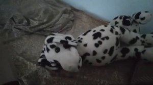 У меня шевелятся игрушки