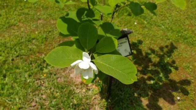 Magnolia sieboldii šácholan Sieboldův смотреть онлайн