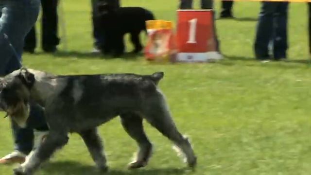 МИТТЕЛЬШНАУЦЕР юниор движения на выставке собак САС КСУ Луганск 18.05.2008г. смотреть онлайн