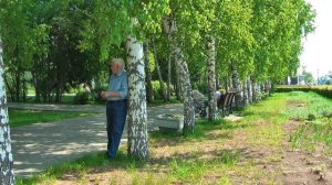 Берёза   белая подруга